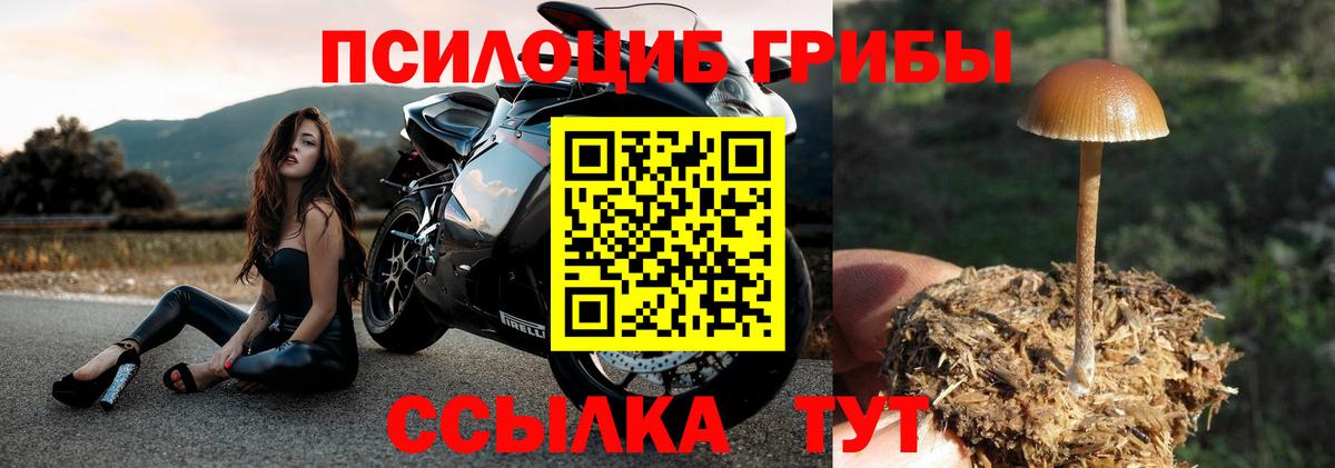 Ленинск-Кузнецкий  закладка  Вход с VPN  Псилоцибиновые грибы MAGIC MUSHROOMS 