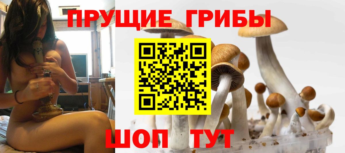 Псилоцибиновые грибы Psilocybe Ленинск-Кузнецкий